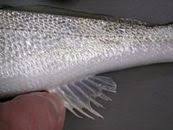 Image result for Menticirrhus littoralis