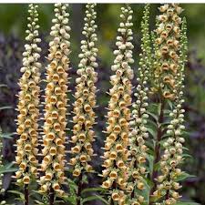 Image result for Digitalis ferruginea