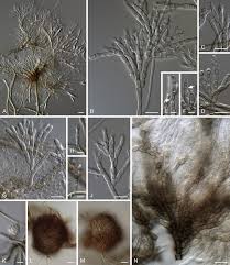 Attēlu rezultāti vaicājumam “Mollisia uda”