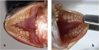 Image result for Rhabdosargus holubi