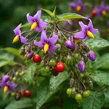 Attēlu rezultāti vaicājumam “Solanum dulcamara”