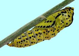 Attēlu rezultāti vaicājumam “Aporia crataegi larva”