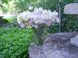 Attēlu rezultāti vaicājumam “Lathyrus latifolius flower”