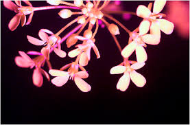 Attēlu rezultāti vaicājumam “Bunias orientalis flower”