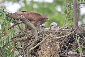 Attēlu rezultāti vaicājumam “Buteo buteo nest”