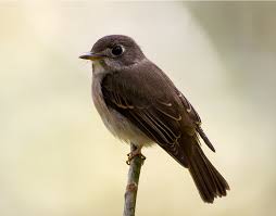 Attēlu rezultāti vaicājumam “Muscicapidae”