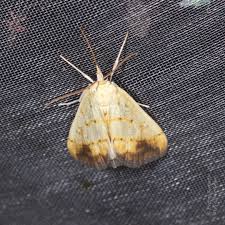 Attēlu rezultāti vaicājumam “Evergestis extimalis”