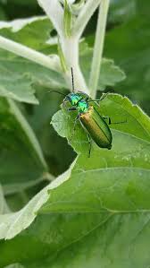 Attēlu rezultāti vaicājumam “Grynocharis oblonga”