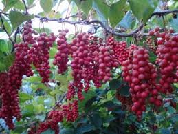 Attēlu rezultāti vaicājumam “Schisandra chinensis”