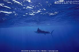 Image result for Makaira nigricans