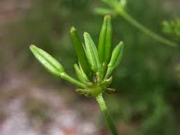 Image result for Anthriscus cerefolium