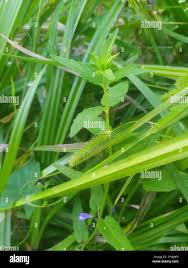 Attēlu rezultāti vaicājumam “Carex pseudocyperus female flower”