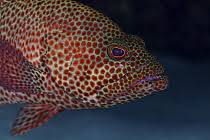 Image result for Cephalopholis cruentata