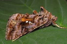 Attēlu rezultāti vaicājumam “Autographa pulchrina”