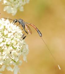 Attēlu rezultāti vaicājumam “Gasteruption jaculator imago”