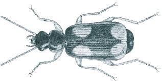 Attēlu rezultāti vaicājumam “Dromius quadrimaculatus”