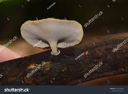 Attēlu rezultāti vaicājumam “Polyporus varius”