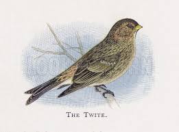 Image result for twite photo