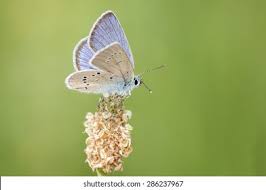 Attēlu rezultāti vaicājumam “Cyaniris semiargus”