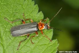 Attēlu rezultāti vaicājumam “Cantharis nigricans”