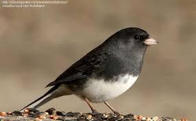 Image result for Junco hyemalis