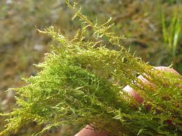 Attēlu rezultāti vaicājumam “Thamnobryum subserratum sporophyte”