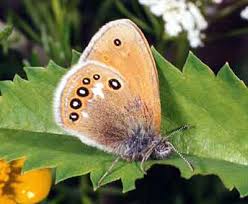 Attēlu rezultāti vaicājumam “Coenonympha hero”