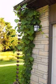 Attēlu rezultāti vaicājumam “Aristolochia durior”