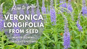 Attēlu rezultāti vaicājumam “Veronica longifolia fruit”