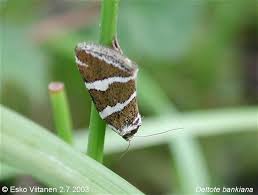 Attēlu rezultāti vaicājumam “Deltote bankiana”