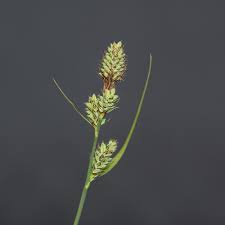 Attēlu rezultāti vaicājumam “Carex buxbaumii”