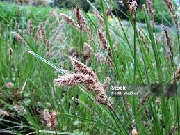 Attēlu rezultāti vaicājumam “Carex paniculata”