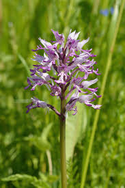 Attēlu rezultāti vaicājumam “Orchis militaris”