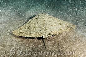 Image result for Gymnura altavela