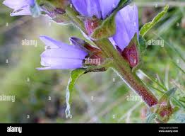 Attēlu rezultāti vaicājumam “Campanula cervicaria flower”