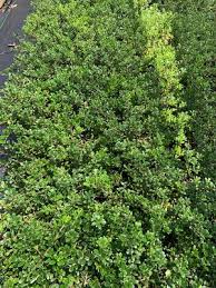 Attēlu rezultāti vaicājumam “Arctostaphylos uva-ursi”