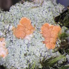 Attēlu rezultāti vaicājumam “Trapeliopsis granulosa”