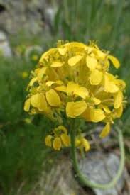 Attēlu rezultāti vaicājumam “Erysimum hieracifolium”