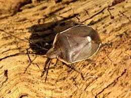 Attēlu rezultāti vaicājumam “Chlorochroa pinicola”