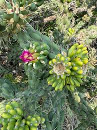 Attēlu rezultāti vaicājumam “Calamagrostis canescens fruit”