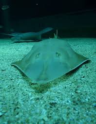 Image result for Glaucostegus cemiculus