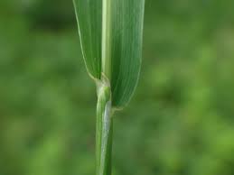Attēlu rezultāti vaicājumam “Trisetum flavescens”
