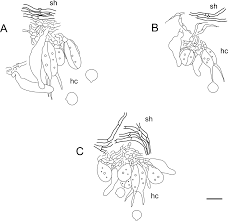 Attēlu rezultāti vaicājumam “Basidiodendron”