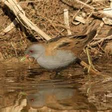 Image result for Porzana parva