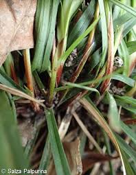 Attēlu rezultāti vaicājumam “Carex digitata fruit”