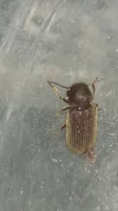 Attēlu rezultāti vaicājumam “Priobium carpini”