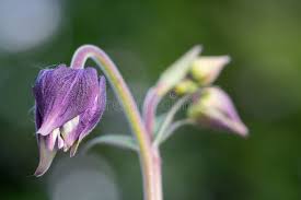 Attēlu rezultāti vaicājumam “Aquilegia vulgaris bud”
