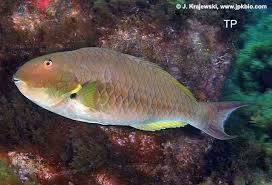 Image result for Sparisoma frondosum