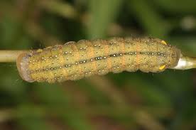 Attēlu rezultāti vaicājumam “Trachea atriplicis”