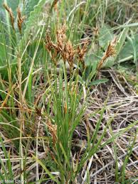 Attēlu rezultāti vaicājumam “Carex praecox”